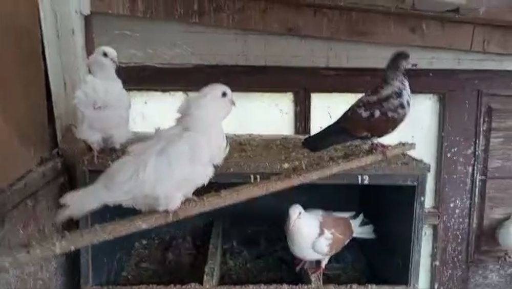 Продавам гълъби!!