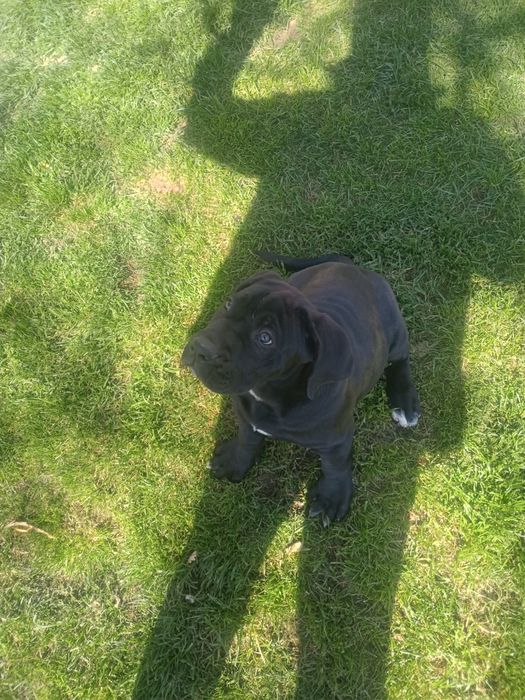 Продавам Кане Корсо