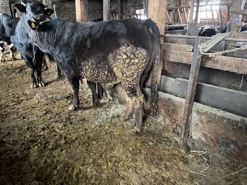 Продам бычков 3 штуки