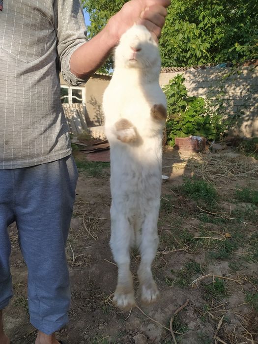 Срочно продаются 1 Крольчиха/3 крольчаты