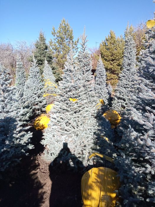 Голубые елки формированные