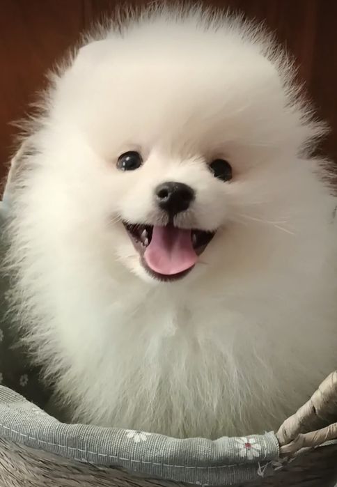 Померанский шпиц мини,щенки