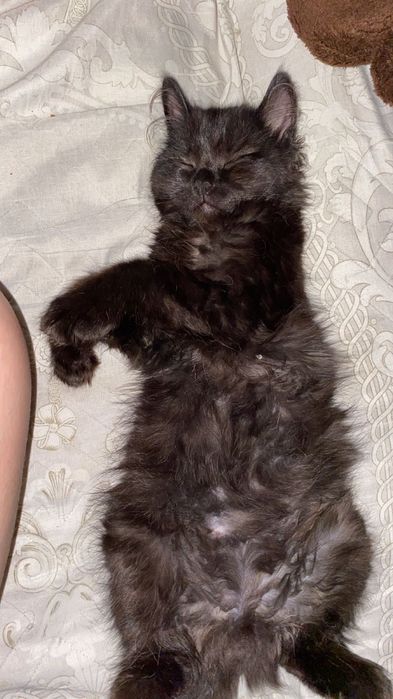 Котенок мальчик помесь с менйнкун