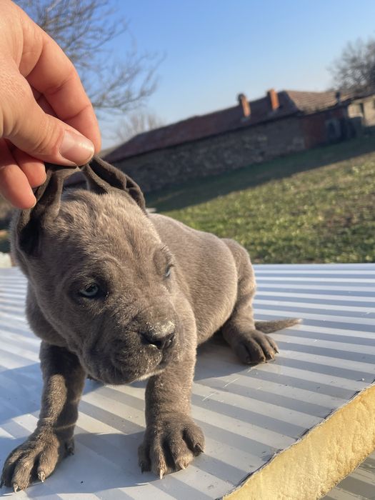 Кане Корсо Сивии