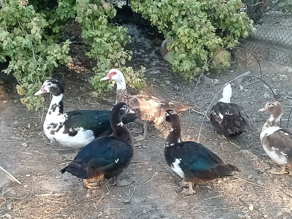 Продам утки крупные