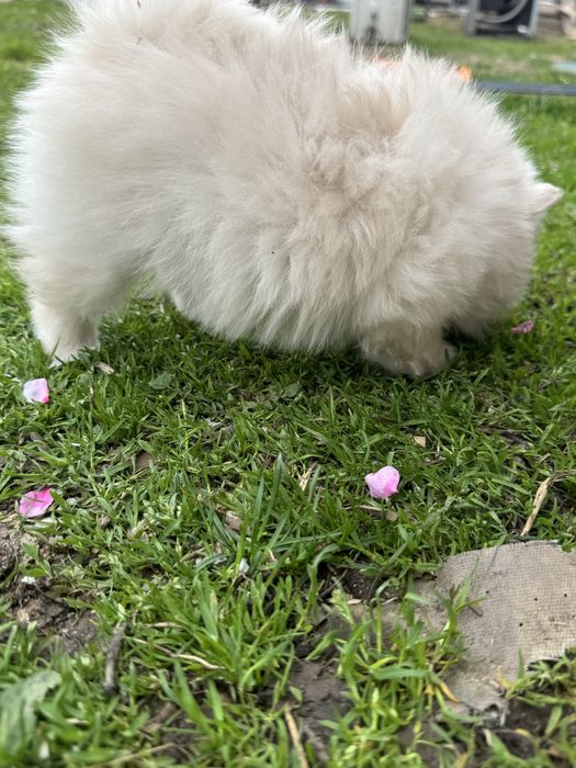 Мини померани