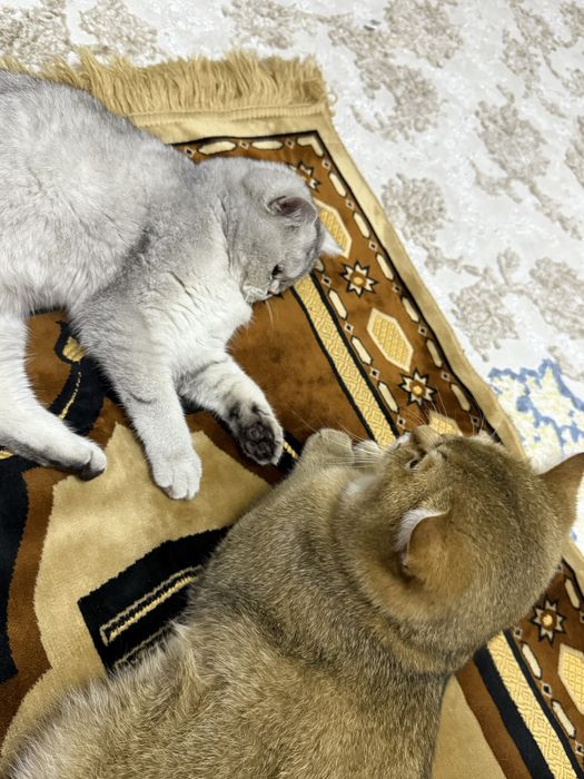 Zalataya Britanskaya shinshilla