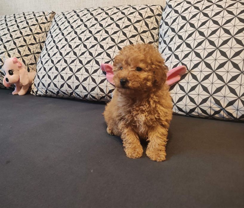 Малтипу  -  женско