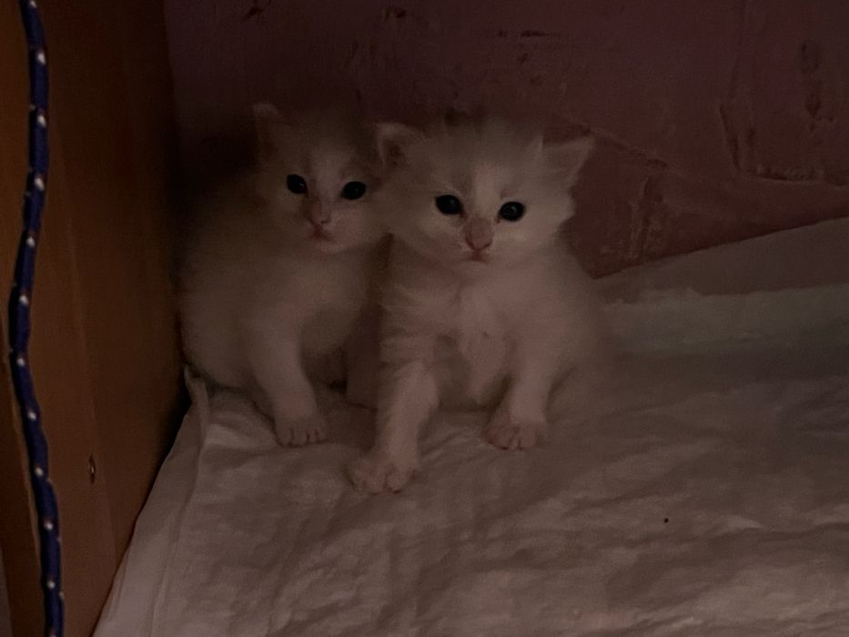 Котята в добрые руки!