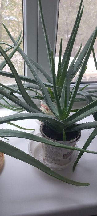 Продам алое вера лечебный