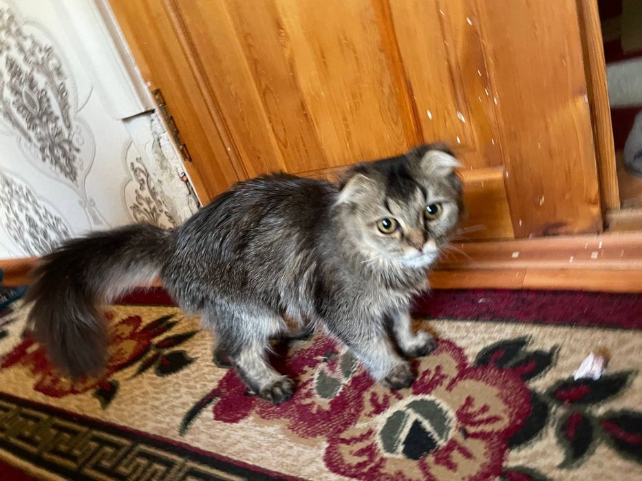 Скоттиш фолд мушуги сотилади