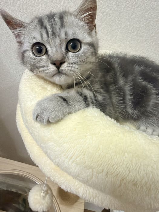Котенок Шотландский Скоттиш страйт