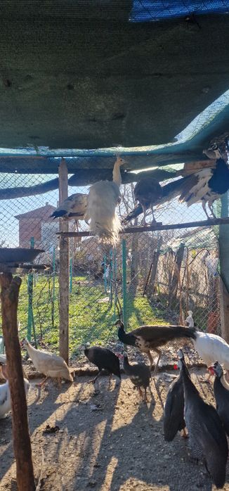 Продавам Пауни, Морски кокошки, Гълъби и Зайци