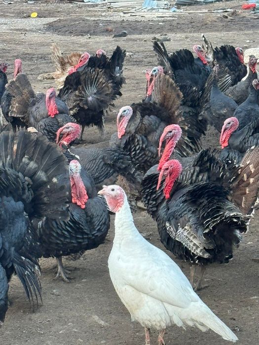 Индюк гибрид еты жаксы