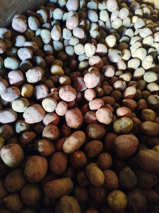 Продам домашний картофель