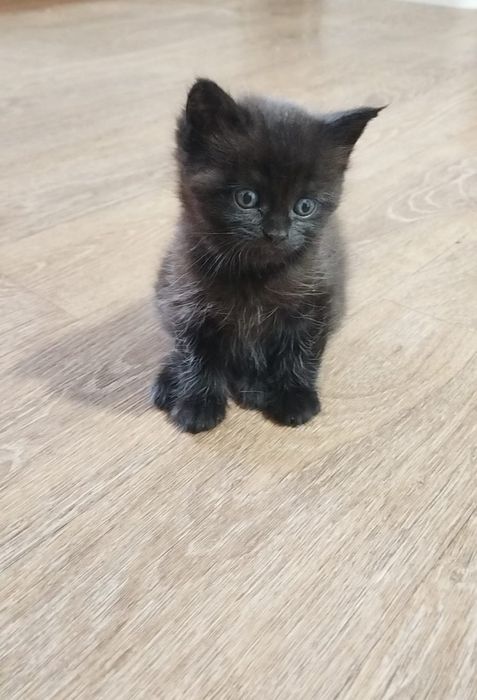 Отдам котенка, девочка!