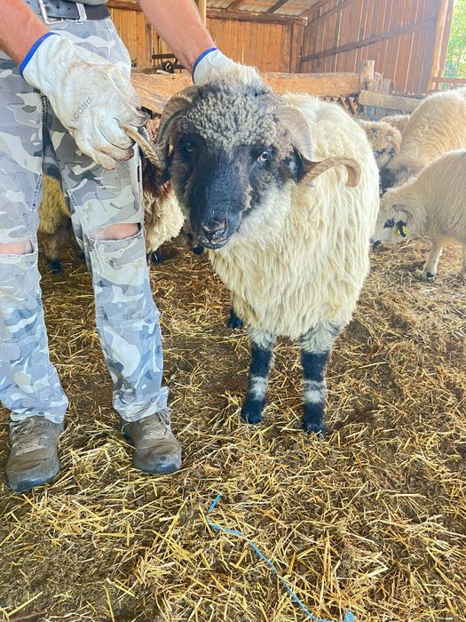 Vând berbeci bucalai