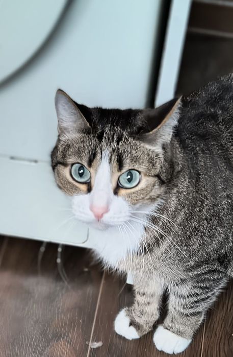 Красавец котик ищет дом