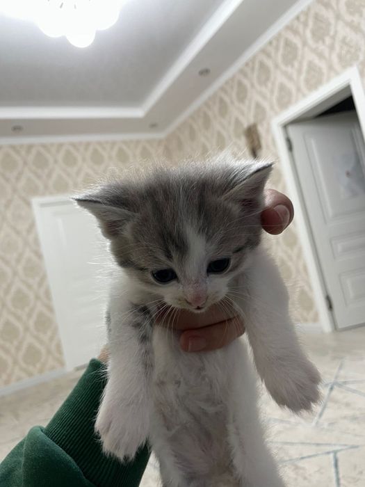 Два мальчика и две девочки