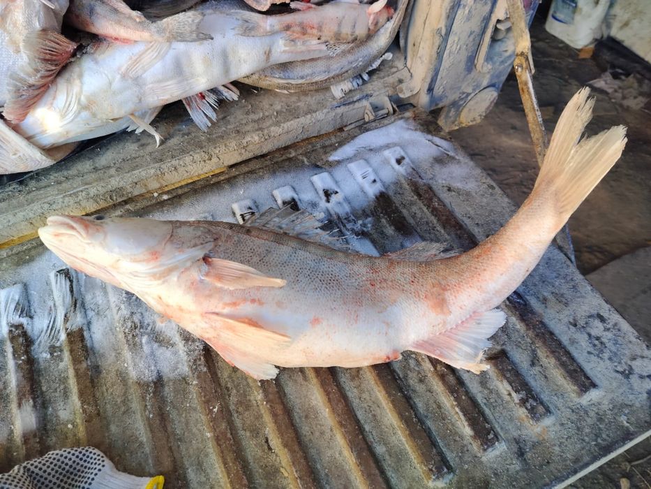 Продаю рыбу Судак