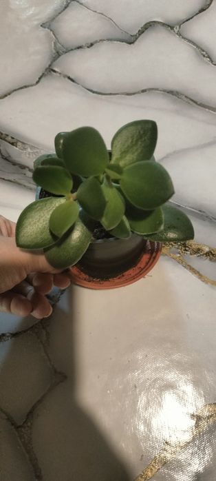 Денежное дерево.