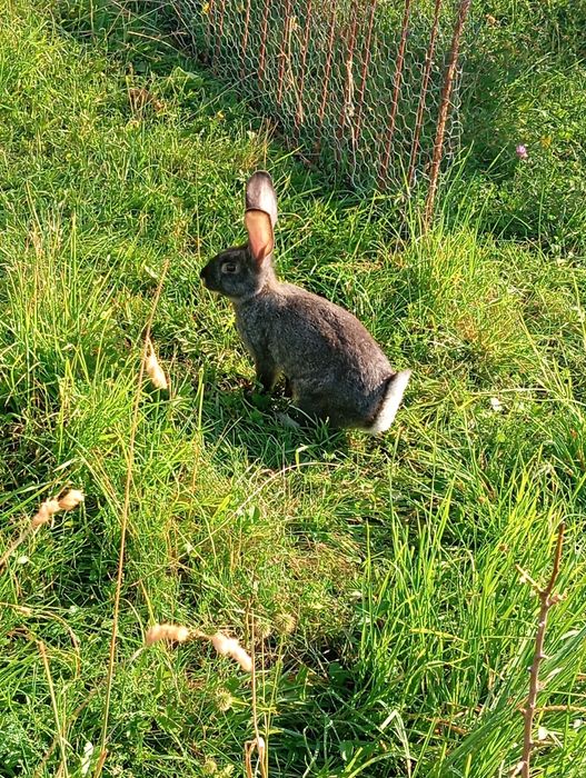Vând pui de iepure uriaș german
