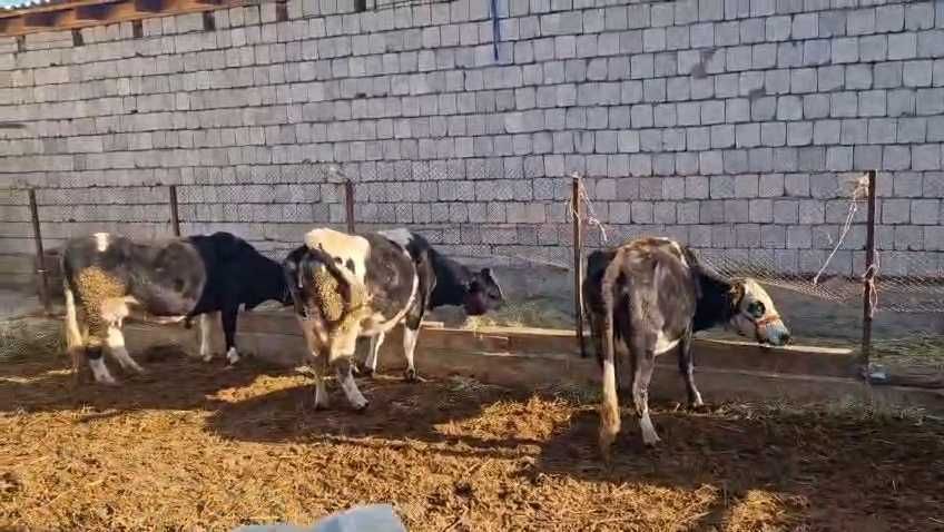 Токал сиыр сатыладды