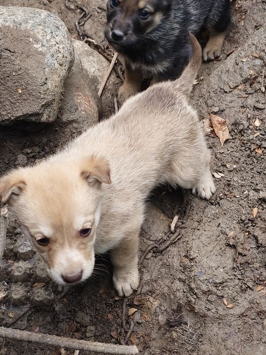 Отдаём щенят в добрые руки