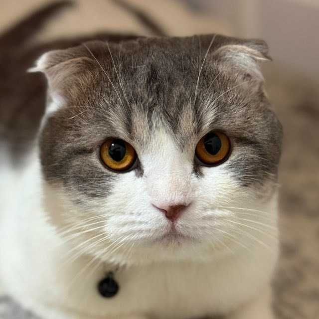 Mushuk, Scottish Fold