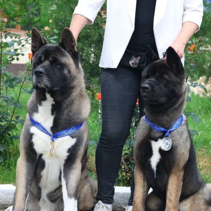 Щенки Американской Акиты