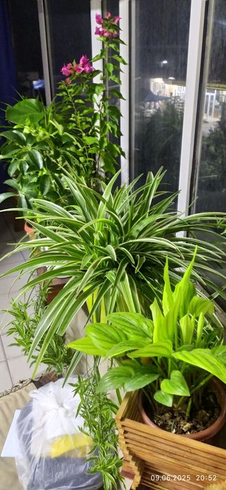 Комнатные цветы продается