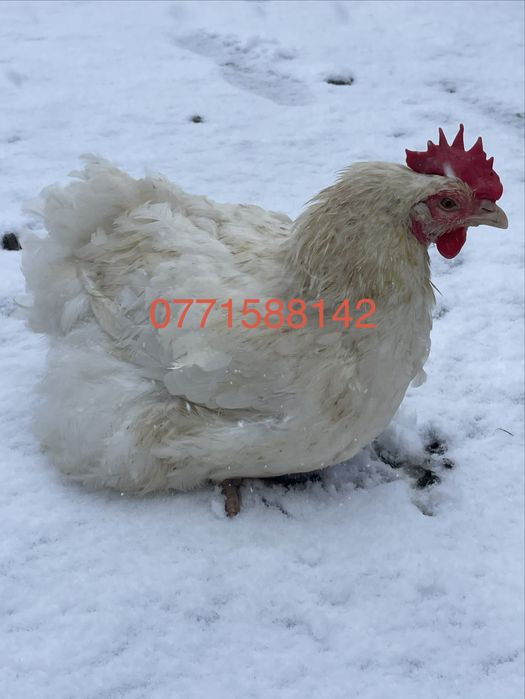 Gaini de carne 4,5 - 5 kg buc