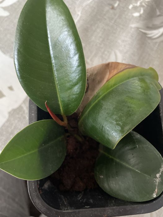 Продам фикус каучуконосный