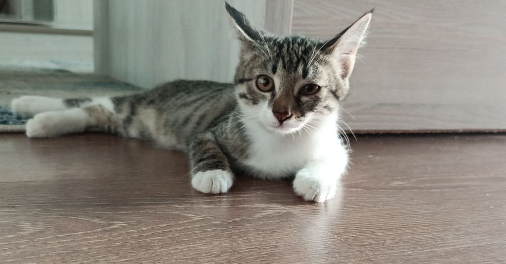Mushukcha hadyaga tekinga beriladi