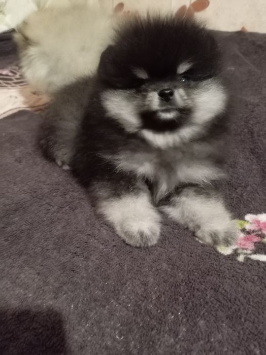 Продам щенков шпица