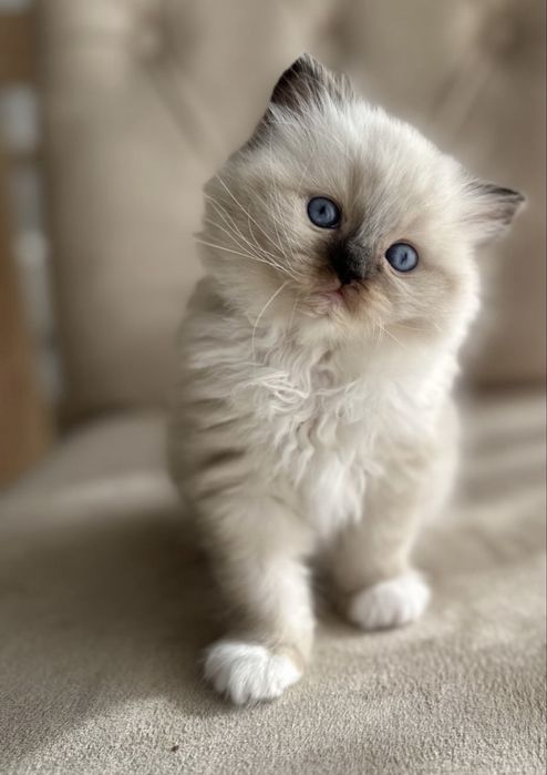 Ragdoll puiuti pufosi