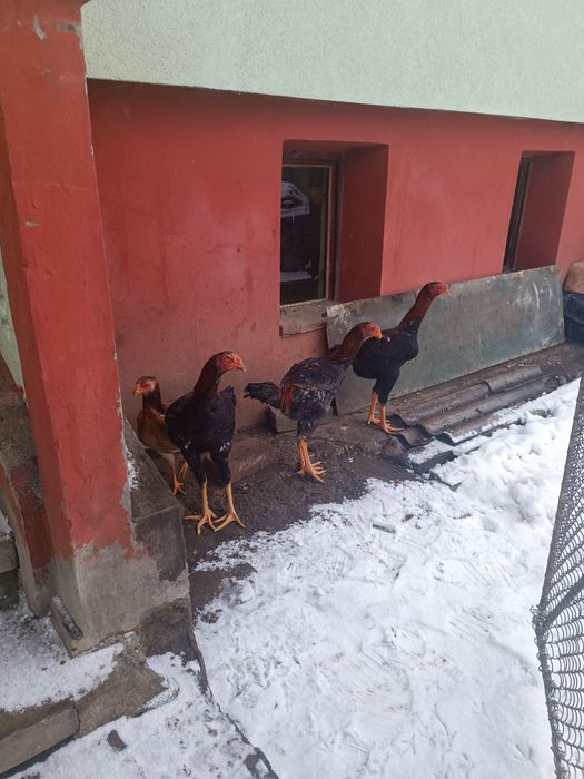 Vând cocos combatant Malaiezian