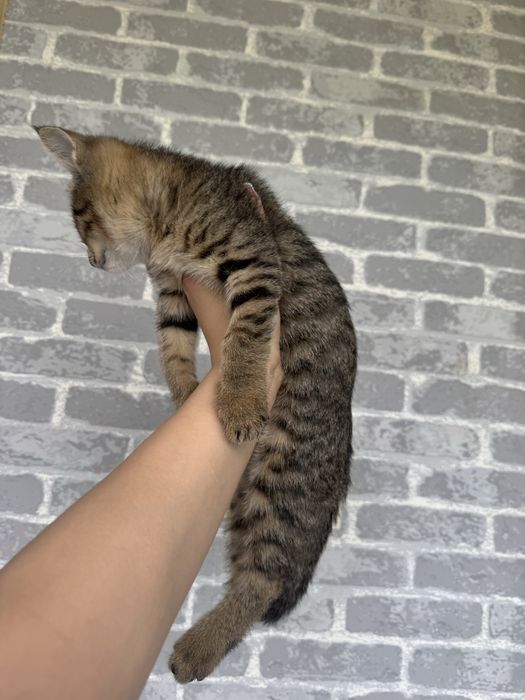 Mushuk bolasi bor hadiyaga beriladi