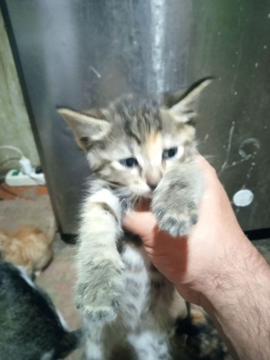 Кошки бесплатно...