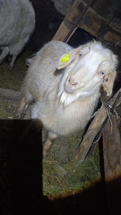 Продам козликов!