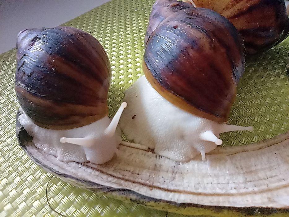 Улитки. Архахатина овум.