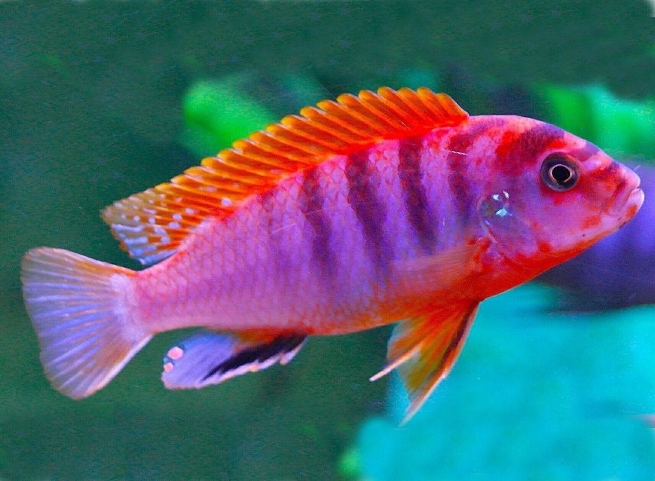 Лабидохромис Хонги Кимпума Рэд