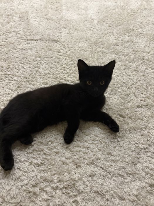 Котенок черного цвета  Мальчик