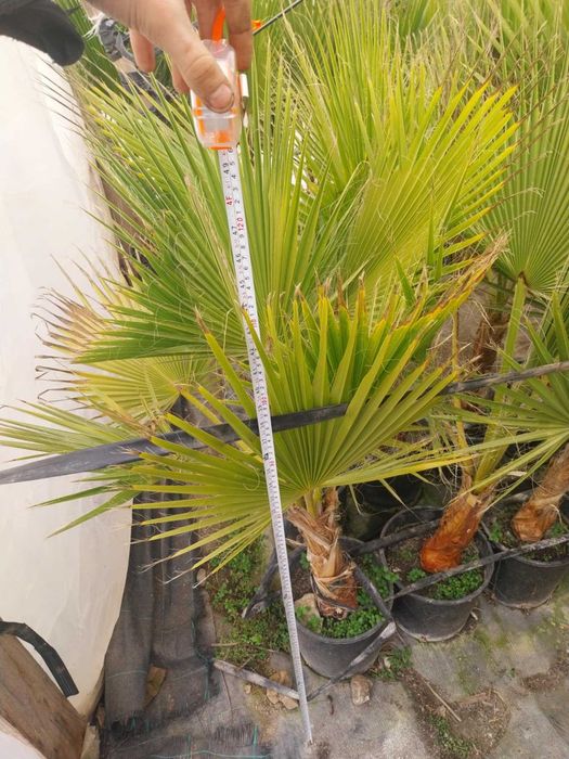 Палми - Вашингтония и Трахикарпус