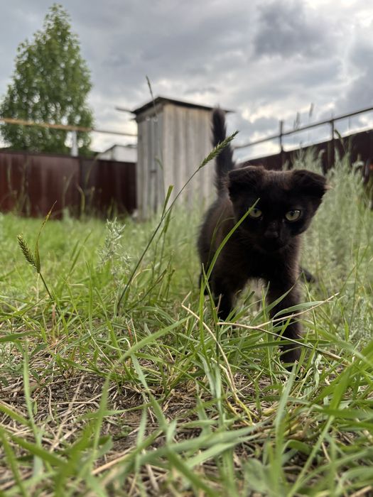 Продам двух котят скоттиш-фолд