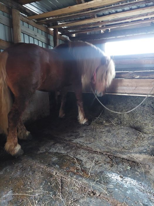 Vând cal vârsta de 8 ani