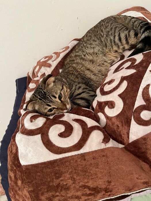 Отдам на добрые руки кошку