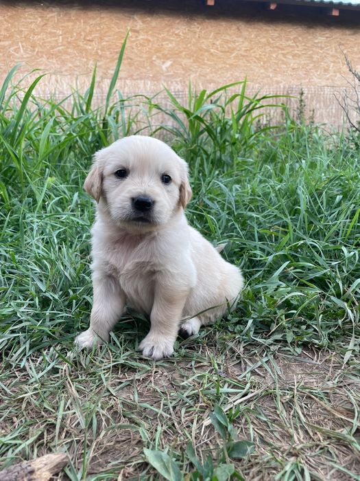 Vând puiuți rasa Golden Retriever