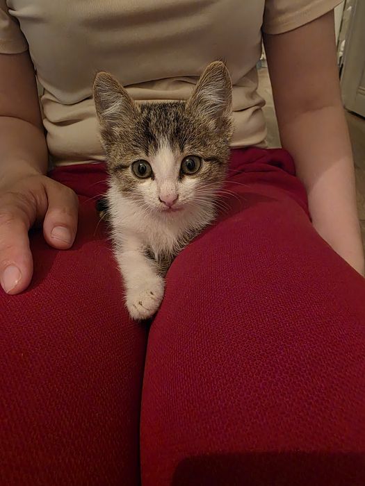 Отдам котёнка мальчика в добрые руки