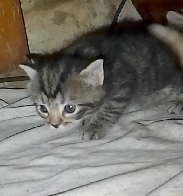 Отдам котенка в хорошие руки